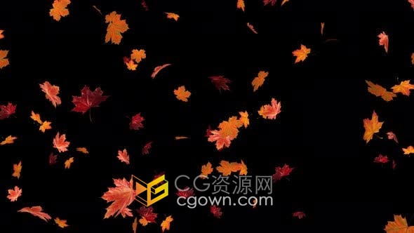 4K视频素材-秋天枫叶子掉落动画效果带Alpha透明通道