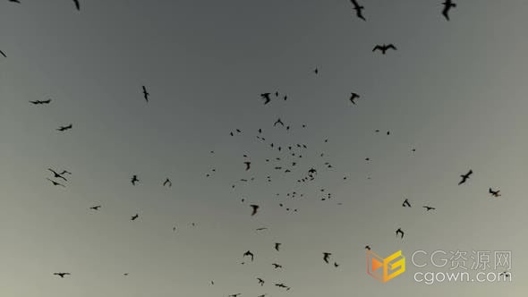 视频素材-日出时分自然场景天空中的鸟群自由聚散