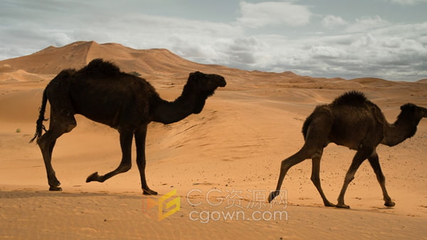 实拍一排骆驼在沙漠沙丘附近行走-免费下载视频素材