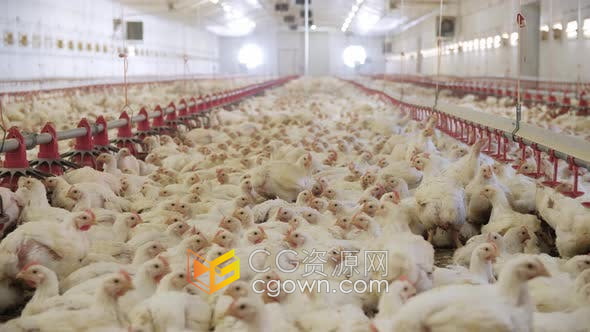 实拍素材-养鸡场农场生产家禽养殖人工喂养视频素材