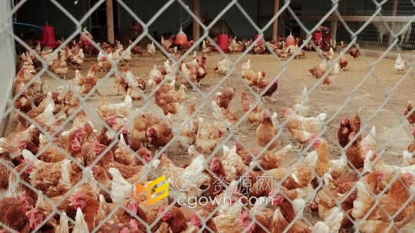 养鸡场围栏内面有很多鸡农场实拍视频素材下载
