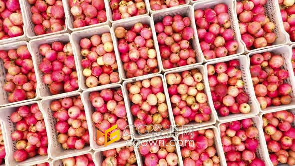 鸟瞰航拍装有石榴果实箱盒农场热带水果收获实拍视频素材