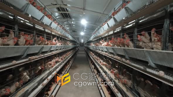 室内鸡育种鸟类孵化养殖鸡笼养家禽生产有机食品实拍视频