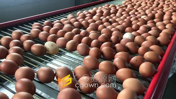 工厂传送带鸡蛋批量生产包装4K实拍视频素材下载