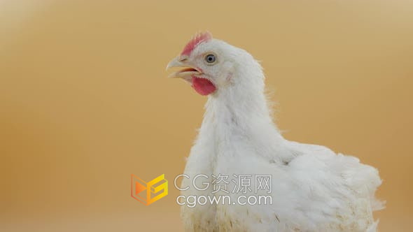 实拍黄色背景一只白色鸡毛母鸡视频素材4K分辨率