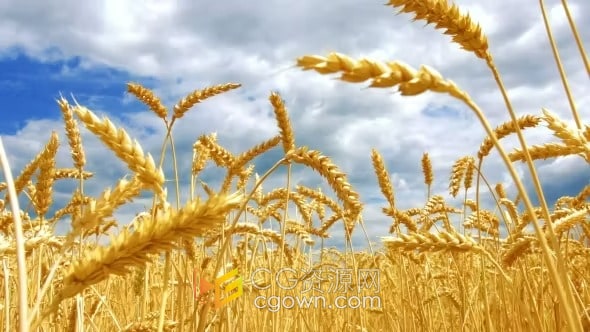 实拍素材-蓝天白云下成熟麦田金黄小麦在微风下摇曳农业谷物农作物