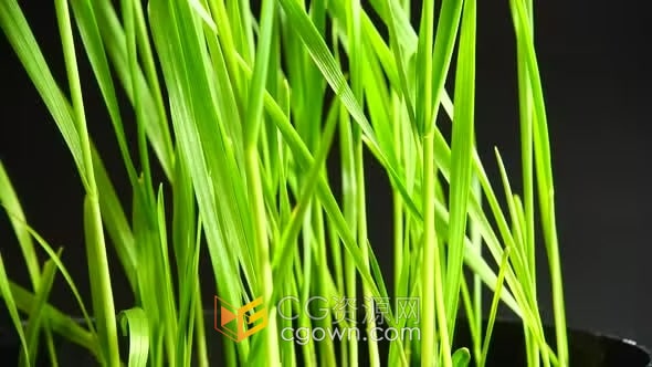 实拍素材-发芽的种子禾苗小麦粒农业合物生物学植物生长视频素材