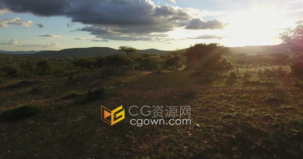 日落时分低空无人机在茂密的非洲大草原上空飞行实拍视频素材