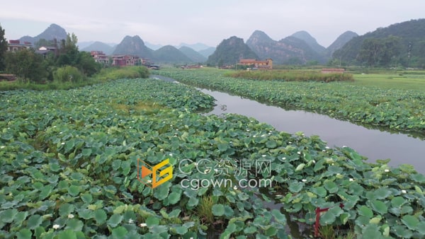 航拍云南普者黑自然景区江河湖面茂盛的荷叶睡莲视频素材