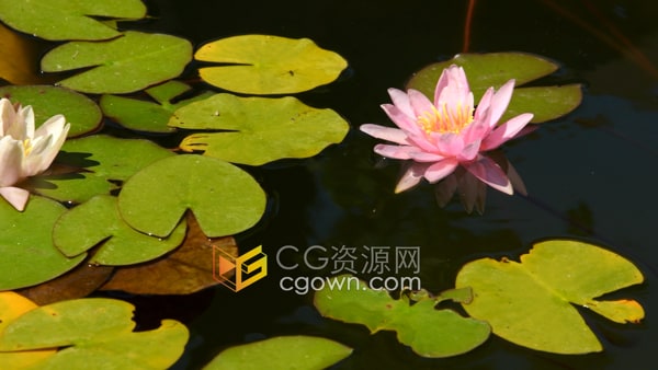 倒影夹带荡漾实拍池塘里漂浮的睡莲视频素材