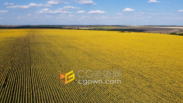 无人机航拍镜头向日葵田野农业景观充满生机勃勃实拍视频