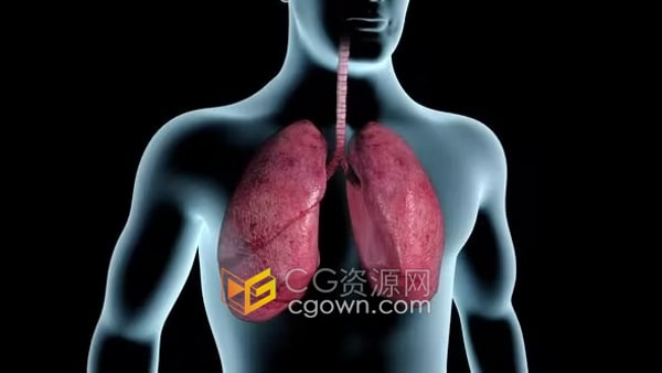 被香烟烟雾熏黑肺变黑呼吸医学动画演示视频素材