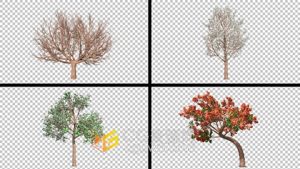 视频素材-一年四季天气树木变化效果4种树视频素材