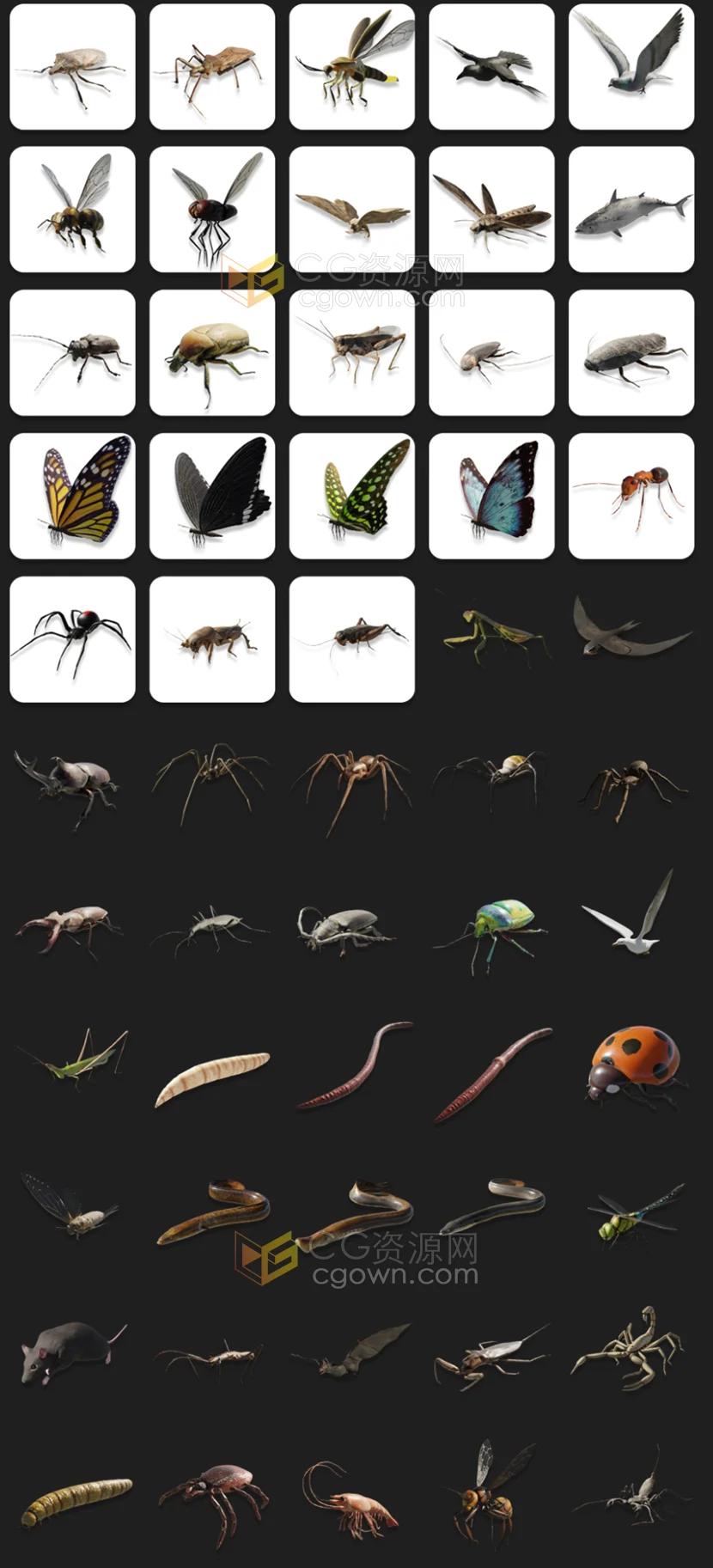 Blender插件Geo-Swarm v2.0 Premium 50种高级生物昆虫群体动画模拟